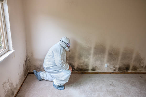 Best Toxic Mold Removal  in Tucson Mountains, AZ