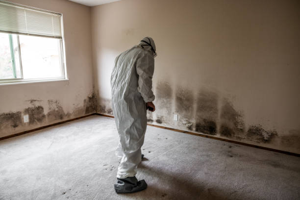 Best Fast Mold Removal  in Tucson Mountains, AZ