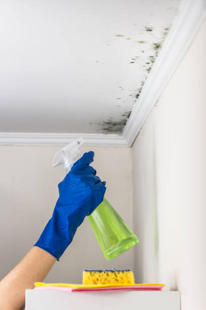 Best Mold Damage Repair  in Tucson Mountains, AZ